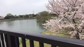 幸(みゆき)公園の桜  豊橋