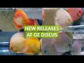 What's New In The Tanks At OZ Discus | Albino Allencer, White Tiger, Red Devil, Red Jaguar and more!