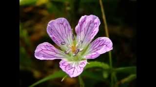 オカリナ　野に咲く花のように