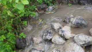 （改良）賀茂川葵橋練積み魚道（2018.6.20）上段