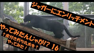 ジャガーにエンリッチメントやってみたんじゃが!? 16 -皮付き朽ち丸太編-