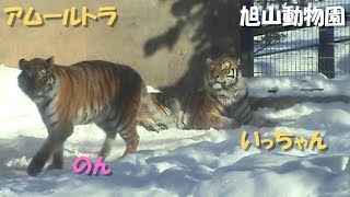 アムールトラ - 旭山動物園（2002）Siberian tiger