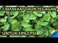 7 Manfaat Daun Pegagan untuk Epilepsi Perlu Diketahui