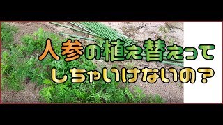 【やってみた動画】ニンジンの植え替えってしちゃいけないの？？