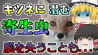 【2021年】北国では御馴染み、キツネから感染する寄生虫『エキノコックス』が本州にも...【ゆっくり解説】