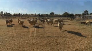 University of Arizona's unique veterinary program sees increase in popularity