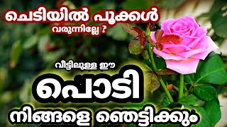 ചെടിയിൽ പൂക്കൾ നിറയാൻ ഈ ഒരു പൊടി മതി|Very Fast Result|Organic Powder|Fast Flowering.