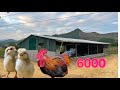 Taking care of 6000 chickens when the weather turns cold - Building a free range chicken coop.