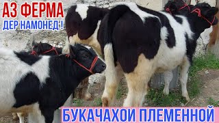 2-сар букачаи племенной аз ферма