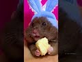 hamster tongue 🐹👅 pet cute ハムスター