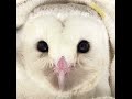 おはようございます🦉✨ メンフクロウ 魔法使いちゃん フクロウのメンテナンス owlcafe