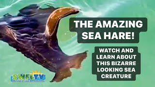 Meet the Amazing Sea Hare | One of Nature’s Bizarre Looking Sea Creatures