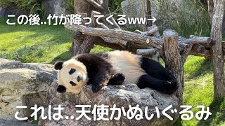 【楓浜 速報】悶絶注意!!可愛さの破壊力がヤバすぎる..😍新しいベッド発見の子パンダ楓浜🍁