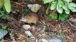 謎の生物に導かれてみた・・