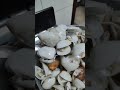 #yummyfood #seafood #seashell #cooking #foodtrip #food #youtubeshorts #shorts #satisfying #viral