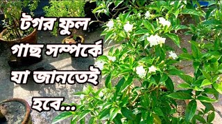 টগর ফুল (tagor ful)গাছ সম্পর্কে জানতে কিছু গুরুত্বপূর্ণ তথ্য