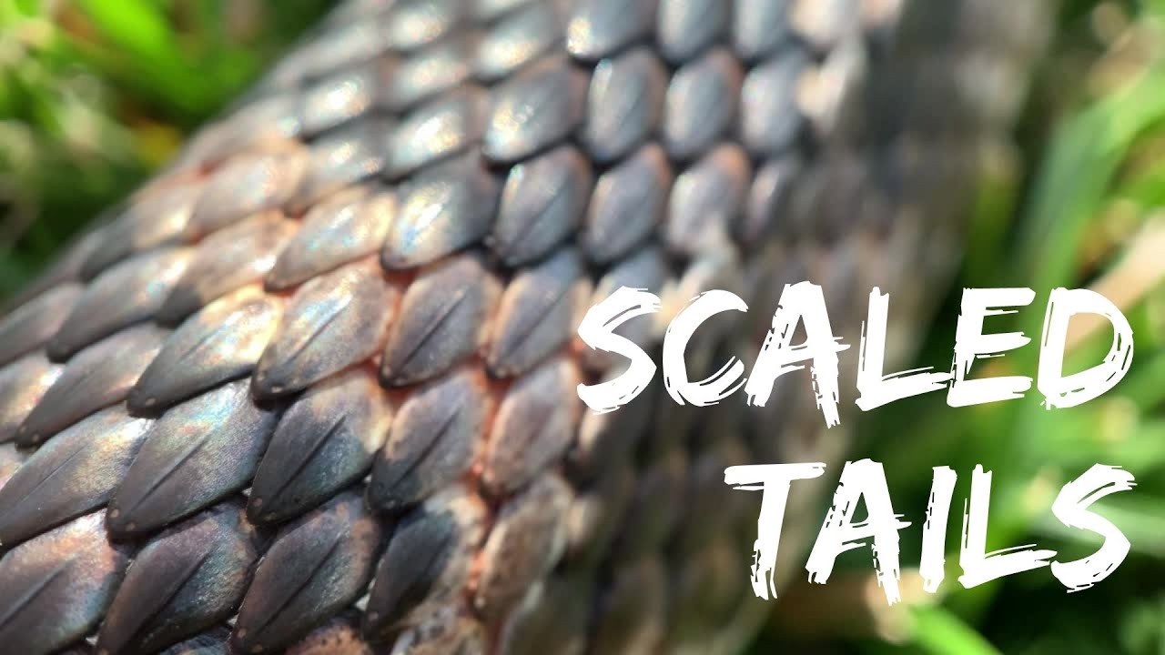 Scaled Tails - Papio-Missouri River NRD - YouTube