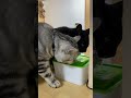 猫が仲良く水を飲んでいます。asmr。 shorts