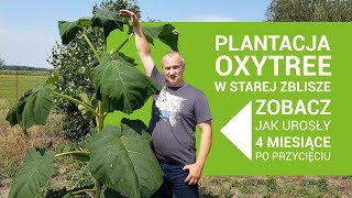 Powrót na plantację w Starej Zblisze - zobacz jak Oxytree urosły w 4 miesiące