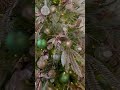 winter whispers is new for 2023 christmas christmasdecor christmastree