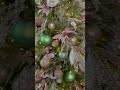 winter whispers is new for 2023 christmas christmasdecor christmastree