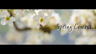 [4K] 봄꽃 Spring comes... Blossom...