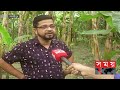 কলা চাষে ভাগ্য ফিরছে মাদারীপুরের চাষিদের banana cultivation madaripur news somoy tv