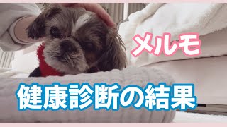 【シニア犬】健康診断の結果