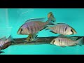 the cichlid shack s new shipment walk thru march 23 2018