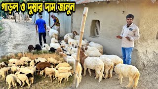 ১ম পর্ব। হান্নান ভাই এর গাড়ল ও দুম্বার কালেকশন। Dumaba