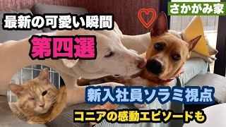 【最新】日常から集めたワンコ＆ニャンコの可愛い瞬間４選！厳選しました！