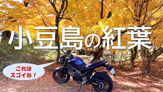 The autumn leaves on Shodoshima are beautiful again this year! [SV650]