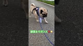 【パグ】お散歩。#パグ #pug #shorts #日常 #癒し #犬のいる暮らし