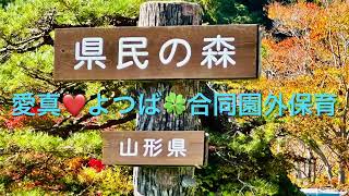 秋の県民の森へ園外保育　愛真❤️よつば🍀こども園合同　芋煮も食べました！