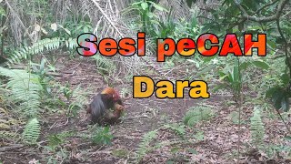 Ayam Hutan Pikat Betina F1 #36