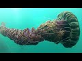 10 Deep Sea Creatures Faced By Divers