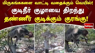 மிருகங்ககளை வாட்டி வதைக்கும் வெயில்! குடிநீர் குழாயை திறந்து தண்ணீர் குடிக்கும் குரங்கு! | Monkey