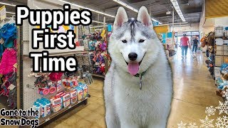 Husky Puppy First Time at Petco | Husky Puppy Shopping at Petco