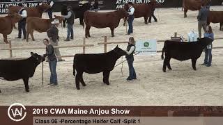 CWA Maine Anjou Show 01.mp4