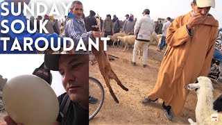 SUNDAY SOUK IN TAROUDANT / AMAZING MARKET / MOROCCO TRAVEL VLOG