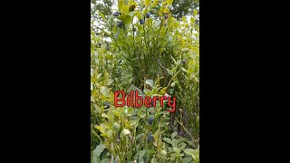 Foraging for Bilberry (European Blueberry) - Vaccinium Myrtillus