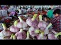 Jepang Garlic Farm dan Harvest - Amazing Jepang Bawang putih Pertanian Teknologi Pertanian