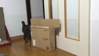 猫、アマゾンの箱にダイブする！の巻  Cat diving into amazon box