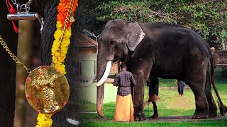 Thiruvaranmula ulsavam | Attingal thiruvarattukaav Kalidasan Elephant