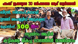 ഷംസ് ഇക്കയുടെ 30 വർഷത്തെ ആടുവളർത്തൽ. നല്ലയിനം ആട്ടിൻ കുട്ടികളെ മികച്ച ലാഭത്തിൽ വാങ്ങിക്കാംRG Farming