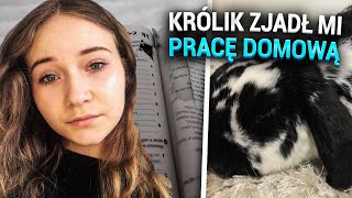 Tygodniowy vlog-SZKOŁA ONLINE/Królik zjadł mi pracę domową?!Pokazuję wszystkie moje oceny🤭