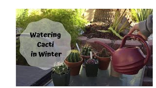 Why and how I water my cacti in winter (Cactus watering in winter)