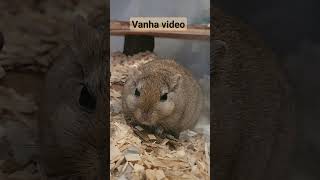 Vanha video