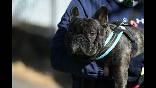 かわいいフレンチブルドッグ　大　犬太　第五弾　ドッグランに行きました