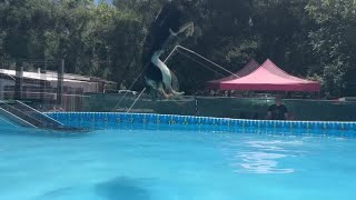 Dog can jump more than 36 feet